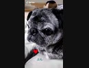 【ニュース速報】パク犬　ブンちゃん　ＴikTok  戦慄デビューする　　再生時間５秒！めためたかわいい！　