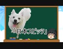 【ゆっくり解説】犬種３０：日本スピッツ