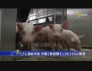中国で豚インフルエンザ発生