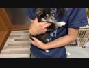 【豆柴】いつもヤンチャな子犬が驚くほど大人しくなる"抱っこ"【母の温もり最強】