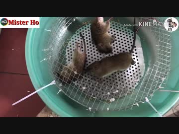 ホモと学ぶネズミトラップ.no future