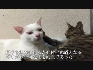 借りたい猫の手、見つかる