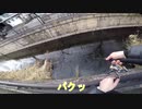 パンコイ　コイを食パンでサイトフィッシングで釣りました。