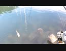 穴釣りしてみた