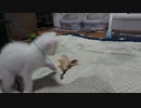 拾い猫の子育て18