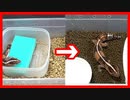 【体色が綺麗になった‼】ニシアフの床材を変更しました！