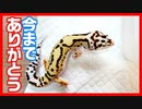 【新しい飼い主様が決まりました！】自家繁殖したレオパがお迎えされていきました【幸せになってね】