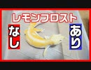 【163人に聞いた！】レモンフロストの飼育・繁殖は『あり・なし』どっちなのか？