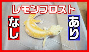 人気の Av あにまるビデオ 動画 46 916本 41 ニコニコ動画