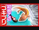 【人生初の餌！】レオパの赤ちゃんは初めてゴキブリを見た時エサとして認識できるのか？【デュビアあげます】