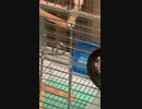 「遊ぶ」という単語に反応するインコ