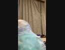 近いインコ