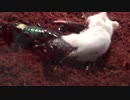ホモと学ぶネズミvsサソリ.scorpion