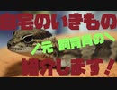 自宅の生き物紹介【元 両生爬虫類飼育員】