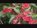 一ノ瀬君枝