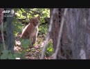 ヨーロッパオオヤマネコの赤ちゃん、初めての屋外にドキドキ