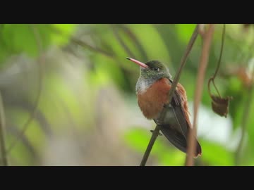 【ノーナレ動物動画】日本最後のハチドリだったチャムネエメラルドハチドリ【長崎バイオパーク】