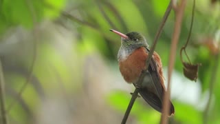 【ノーナレ動物動画】日本最後のハチドリだったチャムネエメラルドハチドリ【長崎バイオパーク】