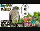 0703【子ガモがムクドリを攻撃】志村どうぶつ園のカルガモ親子が65日目、シジュウカラ、メジロ、新ポケモン【今日撮り野鳥動画まとめ】身近な生き物語