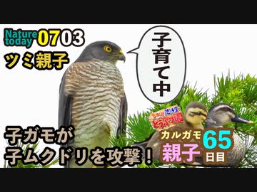 0703 子ガモがムクドリを攻撃 志村どうぶつ園のカルガモ親子が65日目 シジュウカラ メジロ 新ポケモン 今日撮り野鳥動画まとめ 身近な生き物語 身近な生き物語 いきものがたり ブロマガ
