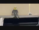 【オカメインコ】ハカセくんおうた練習