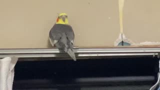 【オカメインコ】ハカセくんおうた練習