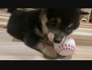 【豆柴】上手にオモチャで遊べるようになってきた子犬【成長はやすぎ】