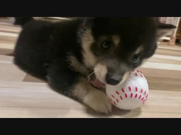 【豆柴】上手にオモチャで遊べるようになってきた子犬【成長はやすぎ】