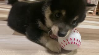 【豆柴】上手にオモチャで遊べるようになってきた子犬【成長はやすぎ】