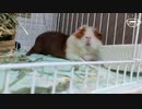 【モルモット動画】モルモットの足の角質！大丈夫！？【東北きりたん】
