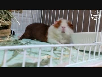 【モルモット動画】モルモットの足の角質！大丈夫！？【東北きりたん】