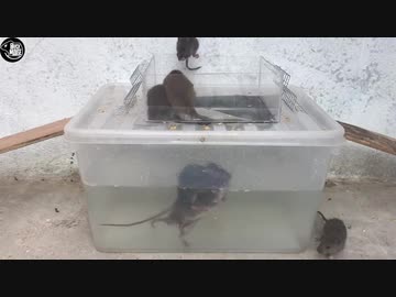 ホモと学ぶネズミトラップ.mp0