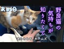 三毛猫と、ちょいドライブ【野良猫の保護まであと6日】