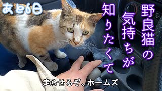 三毛猫と、ちょいドライブ【野良猫の保護まであと6日】