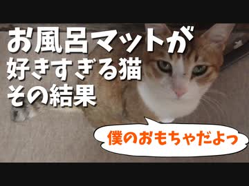 お風呂マットカミカミする猫、すでに１１枚目に突入