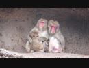 【ノーナレ動物動画】梅雨にはなるべく籠りたい【到津の森公園】