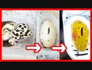 【有精卵の見分け方を紹介】レオパが卵を産んでました・キャンドリングもしました。