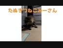 みーさん走る
