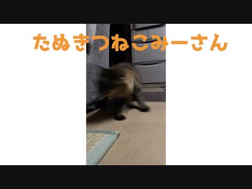 みーさん走る