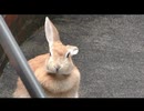 うし、やぎ、うさぎ