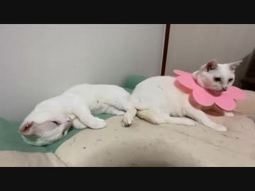 オッドアイの白い珍獣、個性が渋滞して電池切れする