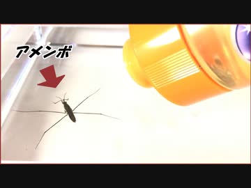 表面張力で浮かぶ「アメンボ」の水面に洗剤を1滴たらしてみた結果・・・。