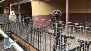 わんわん動物園の犬たち