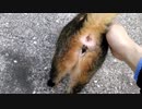 【ご視聴注意】いざっ、全力 〇門を開放するぞ!!