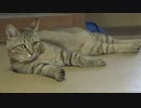犯人はタタルさん　＃172