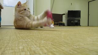 ねこねこ生活/61　タコ型おもちゃで遊ぼう！（1）