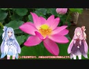 【埼玉県】古代蓮を見学に行こう！【琴葉茜・葵】