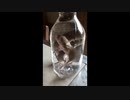 ホモと学ぶネズミ酒の作り方@alcohol