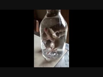 ホモと学ぶネズミ酒の作り方@alcohol