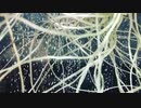 水耕栽培【ニンニク】
